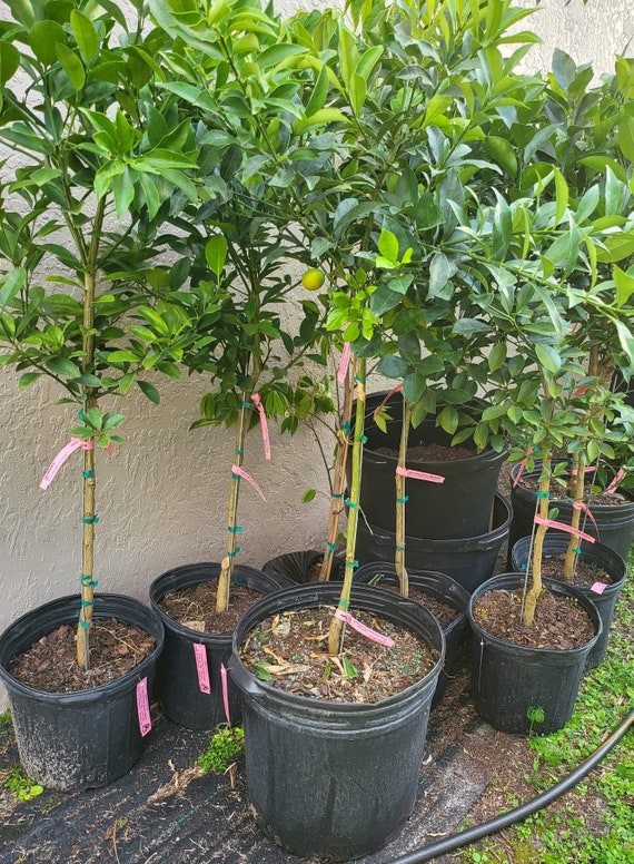 Big 10Gal MEIWA SWEET Kumquat. Cây Tắc Ngọt Trái Tròn