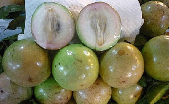 Green Star Apple/ CAIMITO/ Milk Fruit/ Vú Sữa Tree