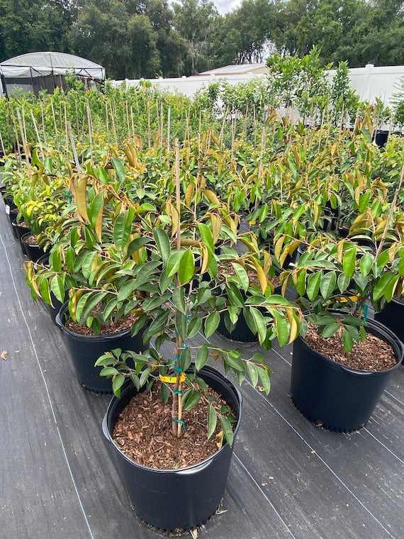 PURPLE STAR APPLE Tree/Caimito/ Milk Fruit/ Cây Vú Sữa