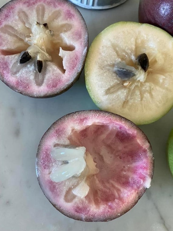 PURPLE STAR APPLE Tree/Caimito/ Milk Fruit/ Cây Vú Sữa