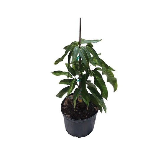 COCONUT CREAM Semi Dwarf Mango Tree