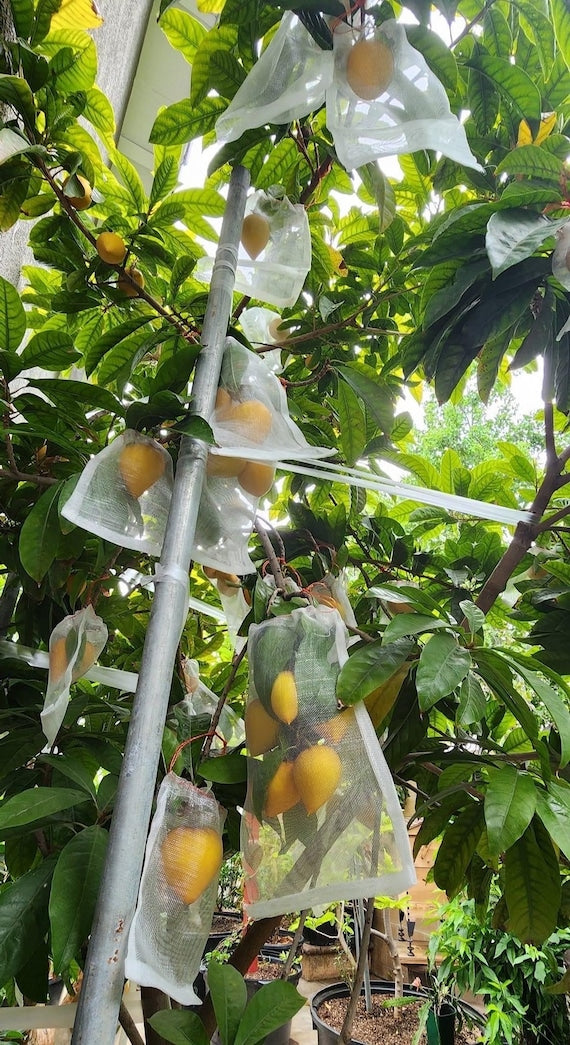 Canistel/ Egg Fruit Tree/ Cây Trứng Gà/ Lêkima