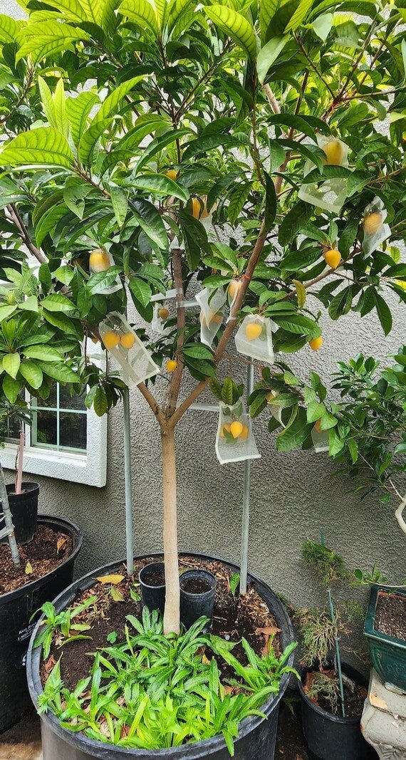 Canistel/ Egg Fruit Tree/ Cây Trứng Gà/ Lêkima