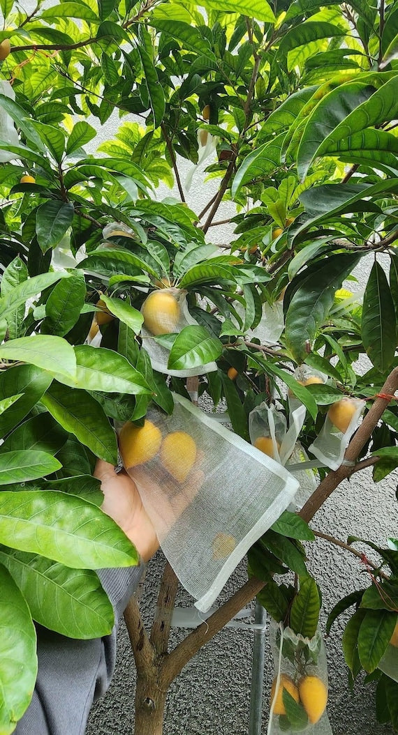 Canistel/ Egg Fruit Tree/ Cây Trứng Gà/ Lêkima