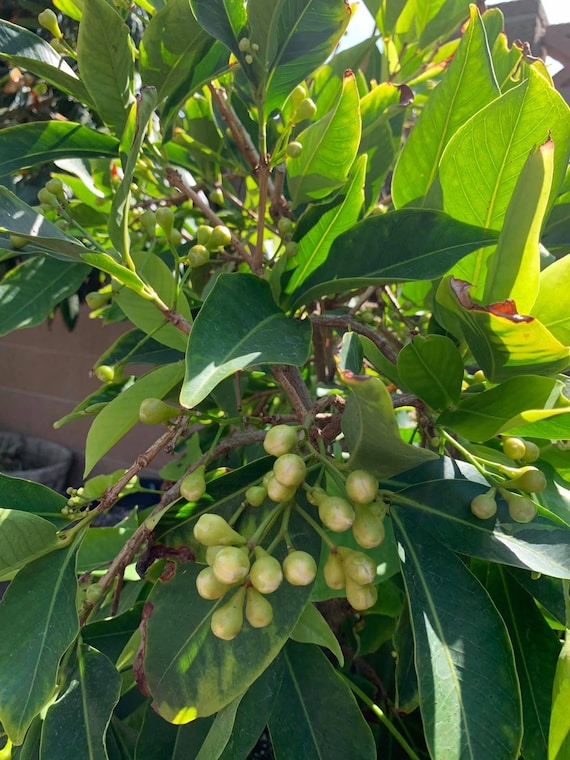 THAI Green JUMBO Wax Jambu Fruit Tree. Mận Thái Xanh