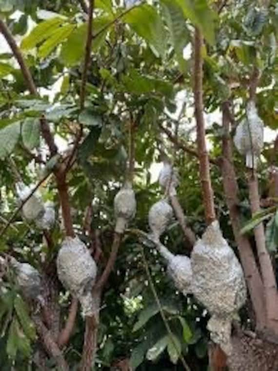 KOHALA - HAWAII LONGAN Fruit Tree. Nhãn Hawaii