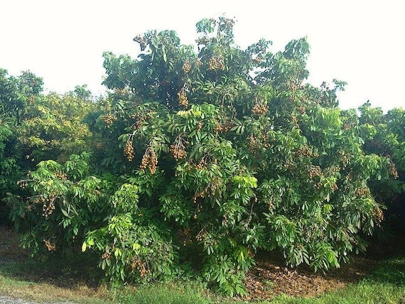 KOHALA - HAWAII LONGAN Fruit Tree. Nhãn Hawaii