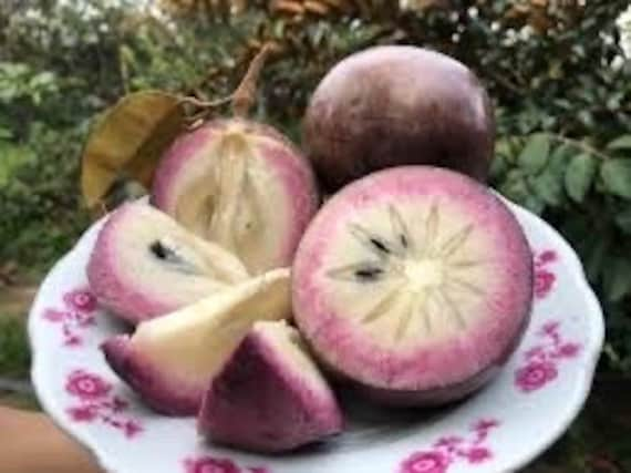 PURPLE STAR APPLE Tree/Caimito/ Milk Fruit/ Cây Vú Sữa