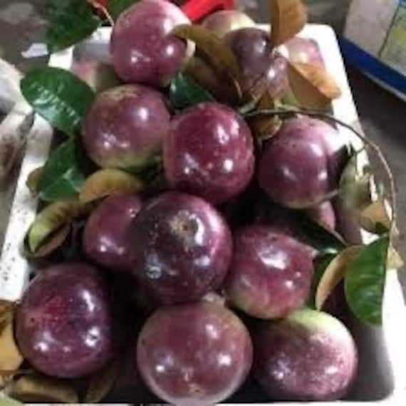 PURPLE STAR APPLE Tree/Caimito/ Milk Fruit/ Cây Vú Sữa