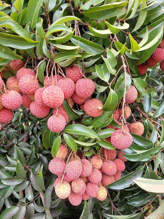 EMPEROR Lychee/ Litchi/ Cây Vải Hoàng Đế