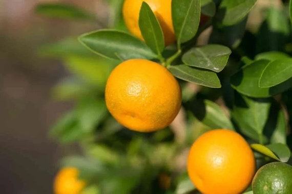 Big 10Gal MARUMI Sweet Kumquat. Cây Tắc Ngọt Trái Tròn.