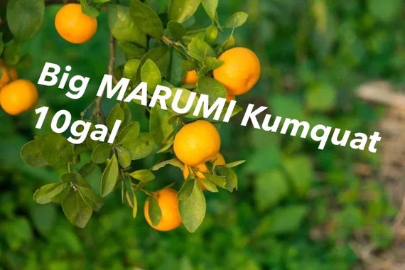 Big 10Gal MARUMI Sweet Kumquat. Cây Tắc Ngọt Trái Tròn.