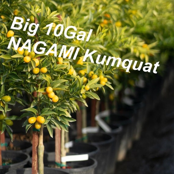Big 10Gal Grafted SWEET NAGAMI KUMQUAT Tree