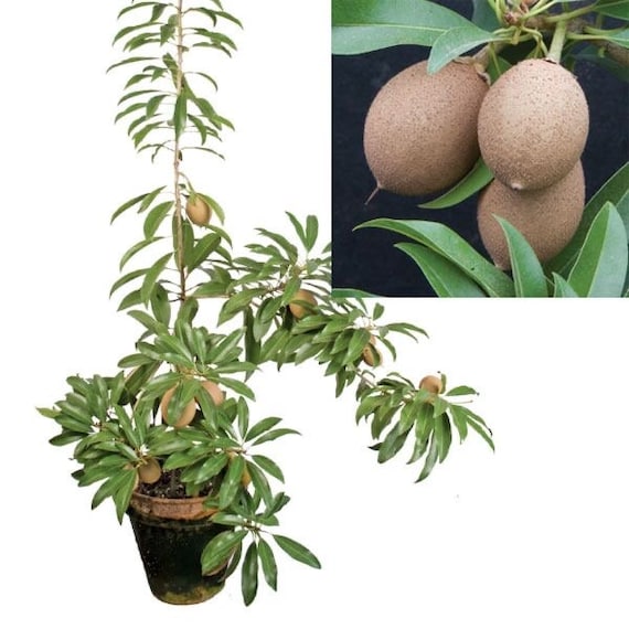 SILASWOOD SAPODILLA (Manilkara zapota)