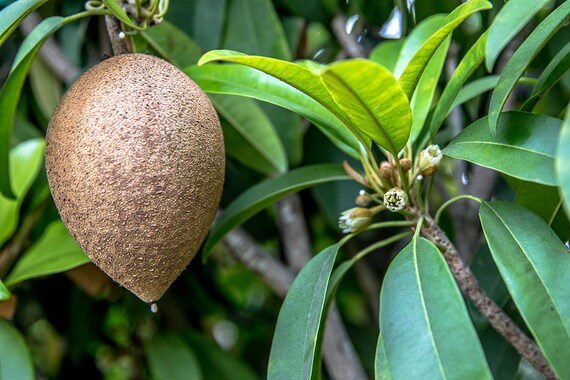 SILASWOOD SAPODILLA (Manilkara zapota)