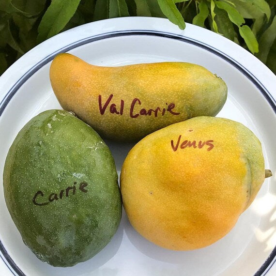 VAL-CARRIE Mango Tree