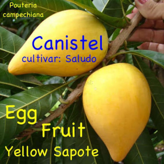 Canistel/ Egg Fruit Tree/ Cây Trứng Gà/ Lêkima