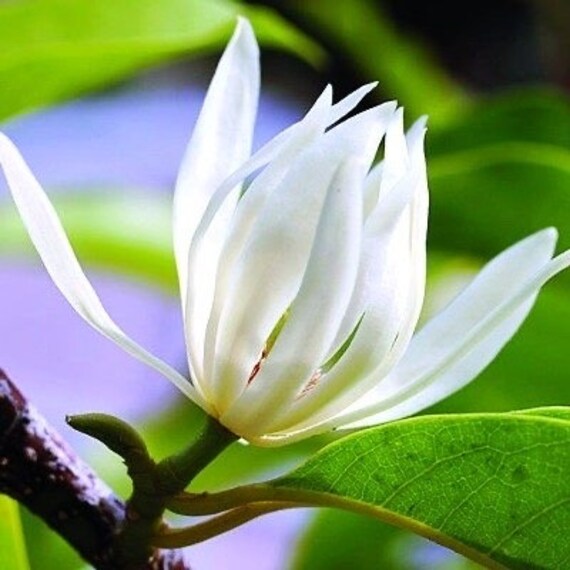 WHITE CHAMPACA/ Michelia Alba Tree. Cây Hoa Ngọc Lan Trắng