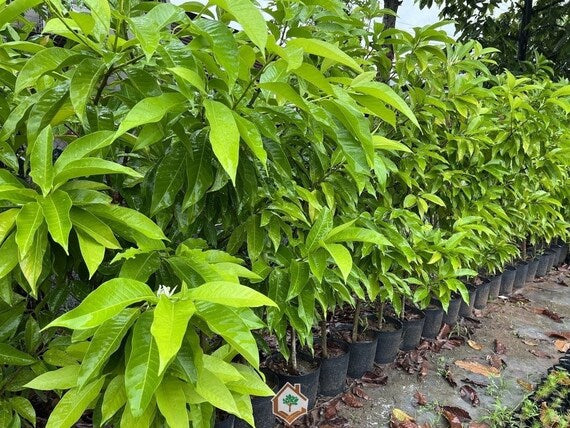 WHITE CHAMPACA/ Michelia Alba Tree. Cây Hoa Ngọc Lan Trắng