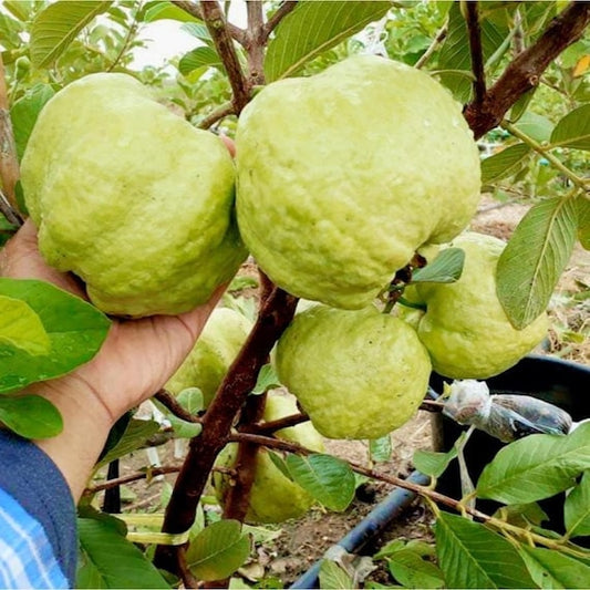 Queen Guava Tree- Ổi NỮ HOÀNG