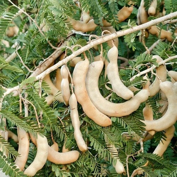 SWEET THAI TAMARIND Tree. (Tamarindus indica)