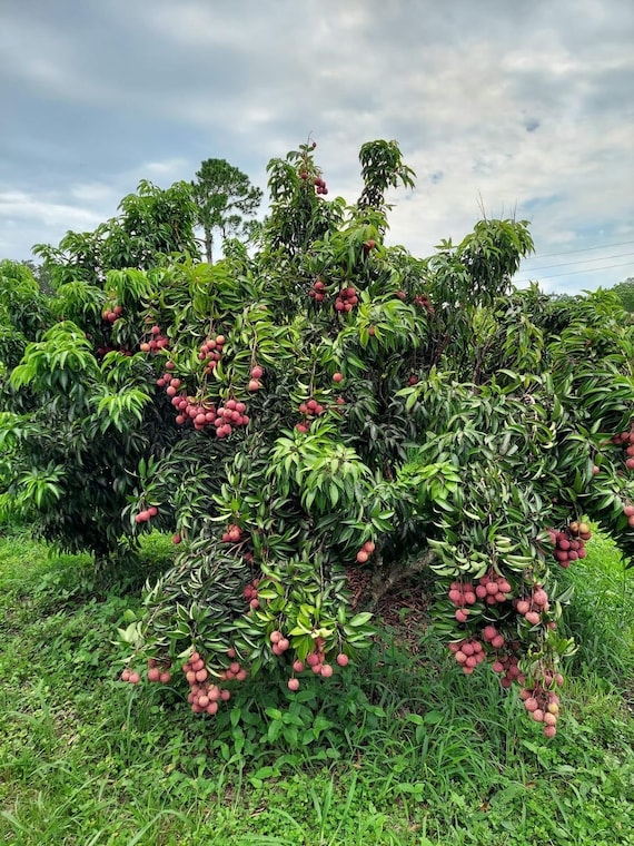 EMPEROR Lychee/ Litchi/ Cây Vải Hoàng Đế