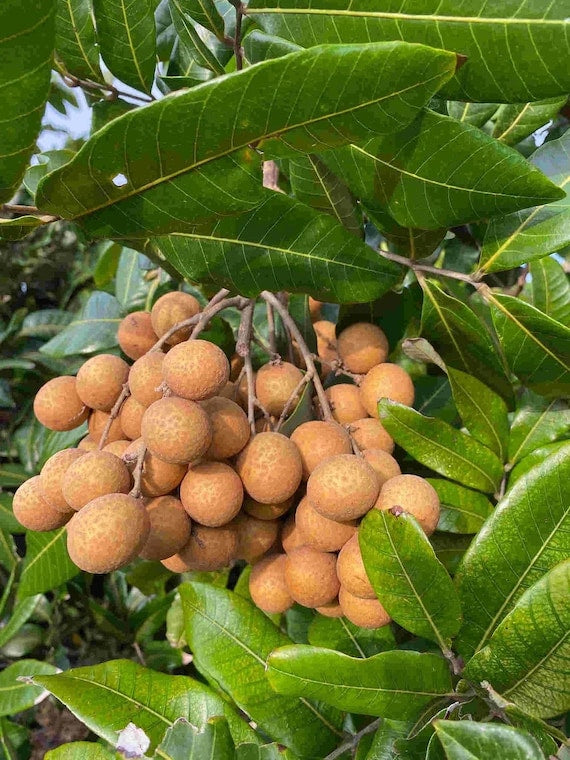 SRI-CHOMPOO LONGAN Fruit Tree. Nhãn hạt tiêu siêu nhỏ