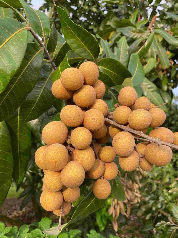 SRI-CHOMPOO LONGAN Fruit Tree. Nhãn hạt tiêu siêu nhỏ