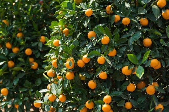 Big 10Gal MARUMI Sweet Kumquat. Cây Tắc Ngọt Trái Tròn.