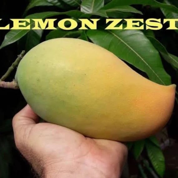 LEMON ZEST Mango Tree