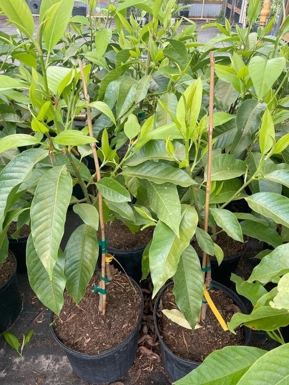 WHITE CHAMPACA/ Michelia Alba Tree. Cây Hoa Ngọc Lan Trắng