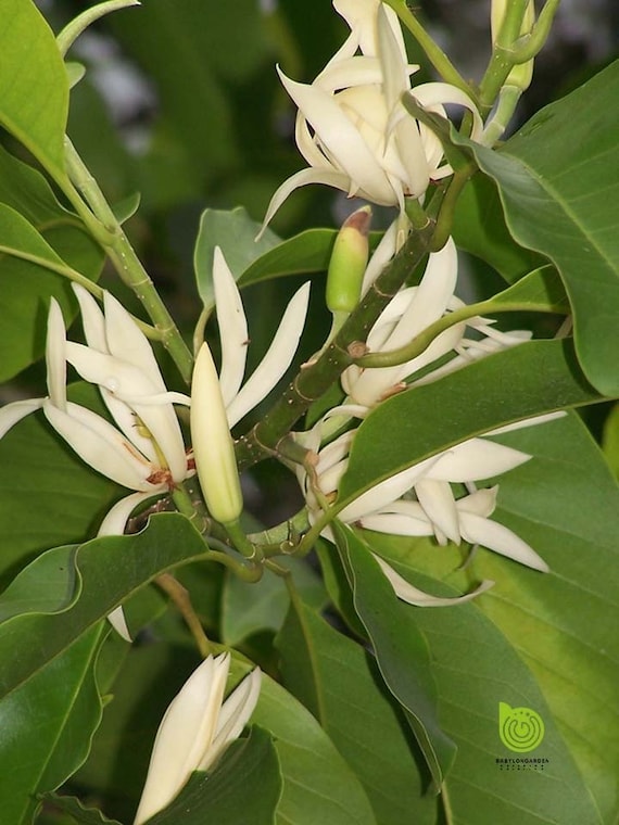 WHITE CHAMPACA/ Michelia Alba Tree. Cây Hoa Ngọc Lan Trắng