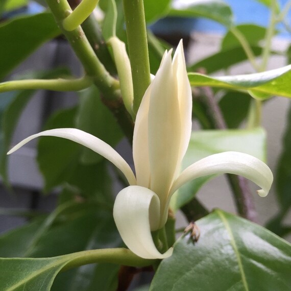 WHITE CHAMPACA/ Michelia Alba Tree. Cây Hoa Ngọc Lan Trắng