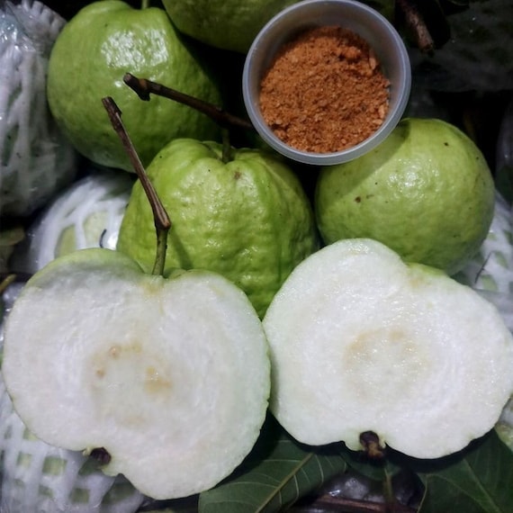 Queen Guava Tree- Ổi NỮ HOÀNG