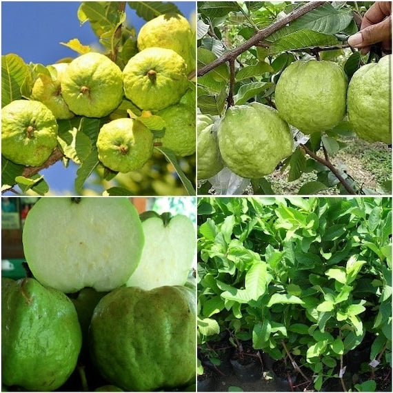 Queen Guava Tree- Ổi NỮ HOÀNG