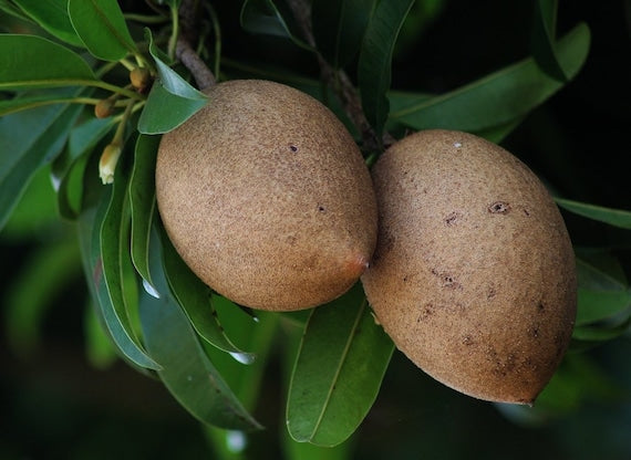 TIKAL SAPODILLA Tree (Manilkara zapota)