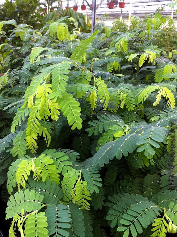 SWEET THAI TAMARIND Tree. (Tamarindus indica)