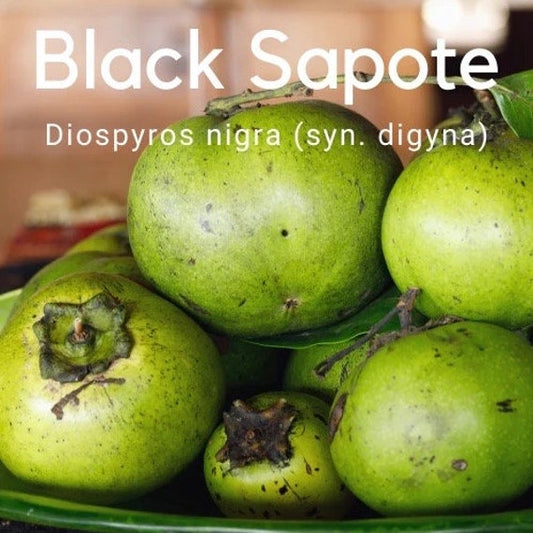 Black SAPOTE Fruit Tree- MATT SNOW Variety