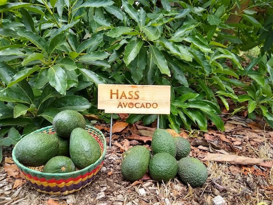 HASS Avocado Tree