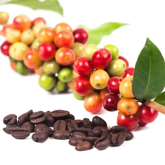 COFFEE Bean Plant-ARABICA