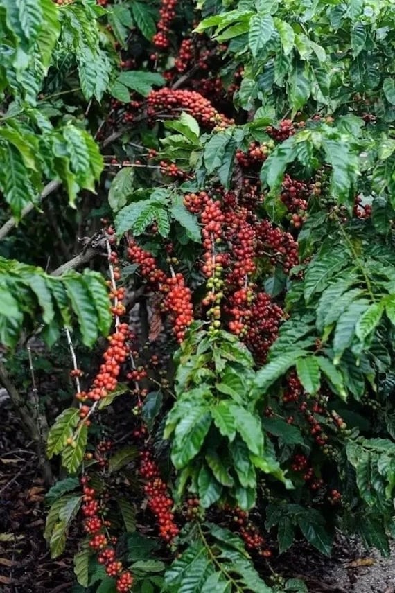 COFFEE Bean Plant-ARABICA