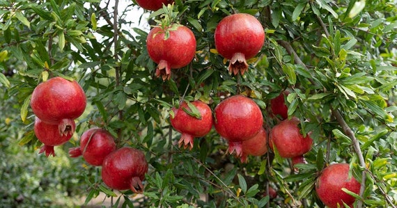 POMEGRANATE Tree-Red Vietnamese Variety