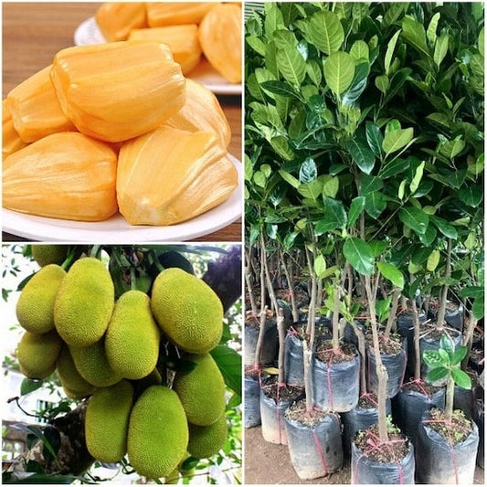 Dwarf Grafted JACKFRUIT Tree J-31 Sweet Firm Variety. Mít Thái. Ship in 3Gal Container
