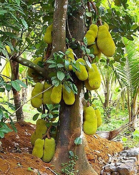 JACKFRUIT Grafted Tree - Lemon Gold Rare Variety