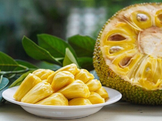 JACKFRUIT Grafted Tree - Lemon Gold Rare Variety