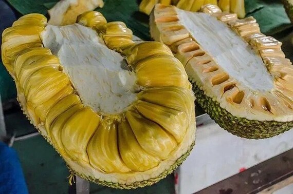 JACKFRUIT Grafted Tree - Lemon Gold Rare Variety