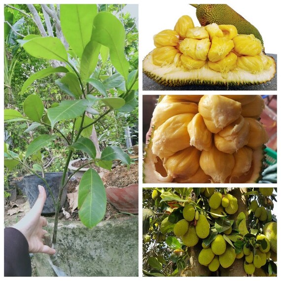 Grafted JACKFRUIT Tree - Cheena Variety