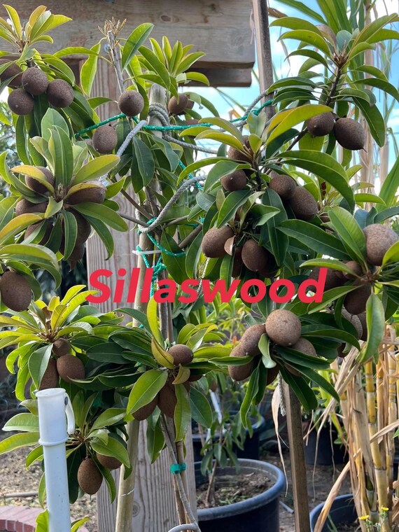 SILASWOOD SAPODILLA (Manilkara zapota)