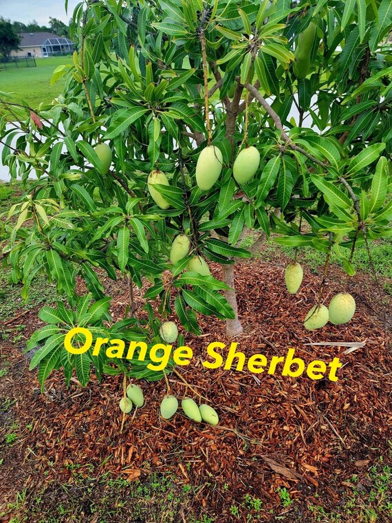 ORANGE SHERBET MANGO Tree
