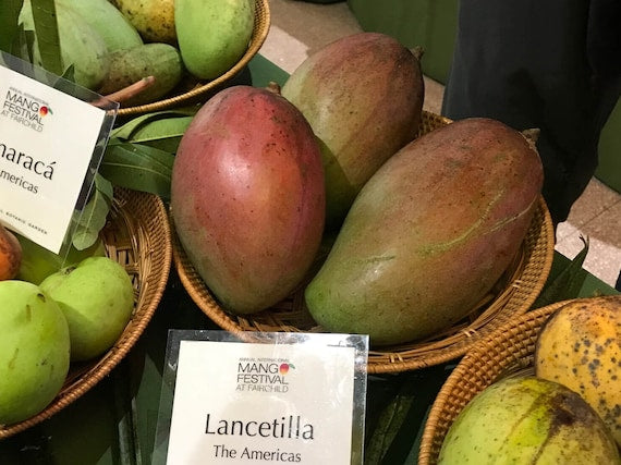 LANCETILLA Mango Tree